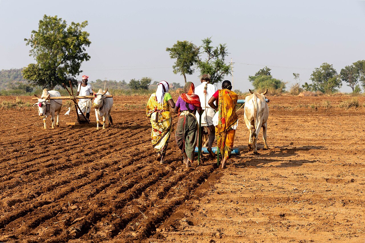 Farmer family sowing groundnut with bullocks