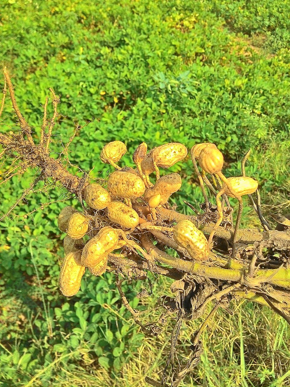 Groundnut field