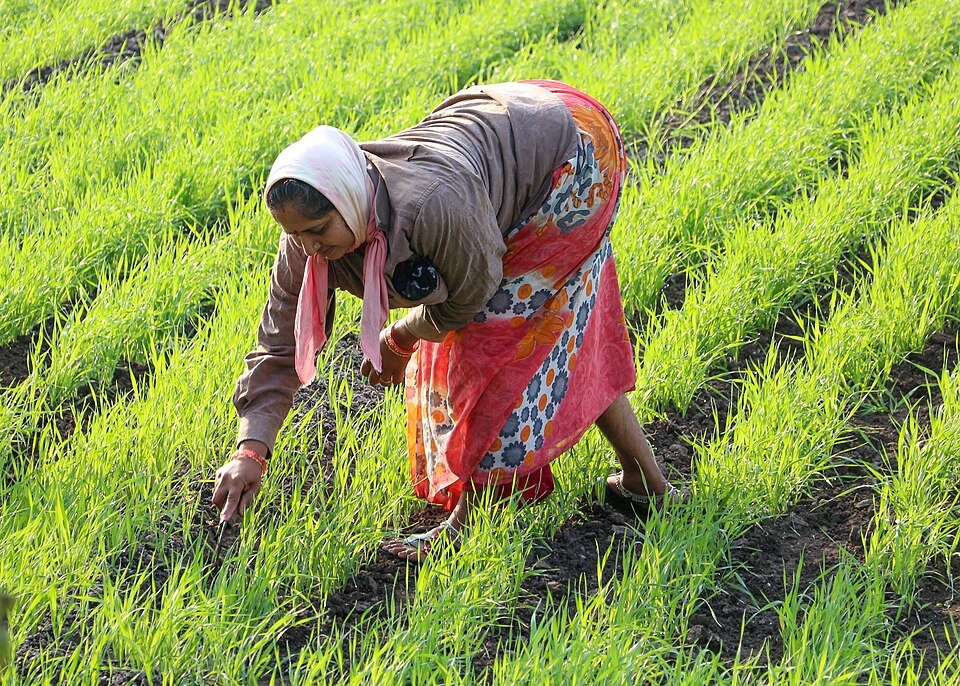 Woman farmer working in Gujarat field