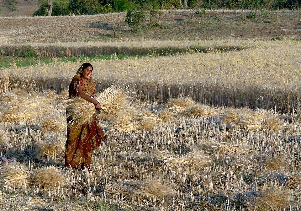 Wheat harvest