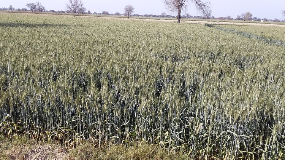 Green wheat field